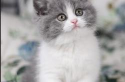 花呗换现怎么操作？